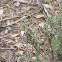 Lavandula stoechas (Spanish Lavender or Topped Lavender) at Fraser, ACT - 6 Apr 2020 by MichaelMulvaney