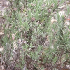 Lavandula stoechas at Fraser, ACT - 7 Apr 2020 12:00 AM