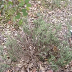 Lavandula stoechas at Fraser, ACT - 7 Apr 2020 12:00 AM