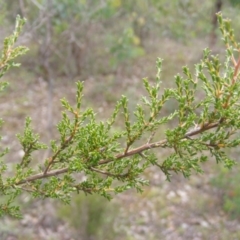 Micromyrtus ciliata (Fringed Heath-myrtle) at Fraser, ACT - 12 May 2020 by MichaelMulvaney