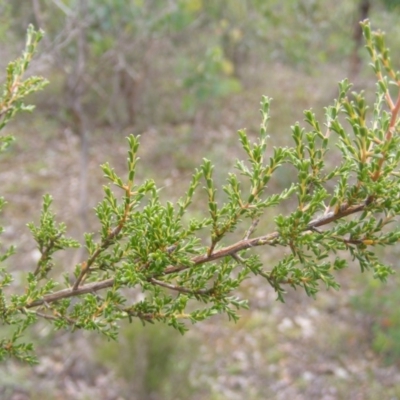 Micromyrtus ciliata (Fringed Heath-myrtle) at Fraser, ACT - 12 May 2020 by MichaelMulvaney