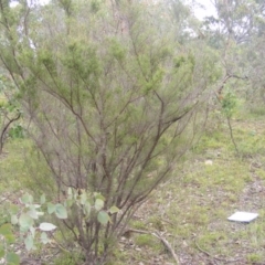 Micromyrtus ciliata at Fraser, ACT - 12 May 2020