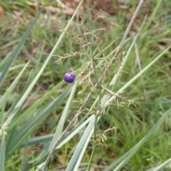 Dianella sp. aff. longifolia (Benambra) (Pale Flax Lily, Blue Flax Lily) at Fraser, ACT - 7 Apr 2020 by MichaelMulvaney