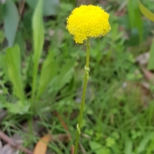 Craspedia variabilis at Watson, ACT - suppressed