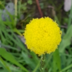 Craspedia variabilis at Watson, ACT - suppressed