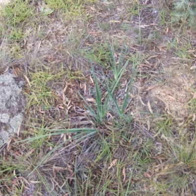 Dianella sp. aff. longifolia (Benambra) (Pale Flax Lily, Blue Flax Lily) at Latham, ACT - 6 Apr 2020 by MichaelMulvaney
