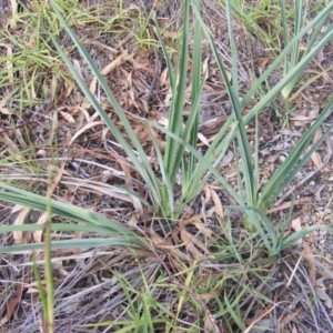 Dianella sp. aff. longifolia (Benambra) at Latham, ACT - 7 Apr 2020