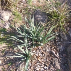 Dianella sp. aff. longifolia (Benambra) (Pale Flax Lily, Blue Flax Lily) at Latham, ACT - 6 Apr 2020 by MichaelMulvaney