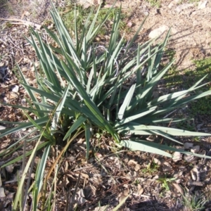 Dianella sp. aff. longifolia (Benambra) at Latham, ACT - 7 Apr 2020 12:00 AM