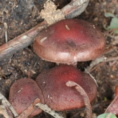 Tubaria rufofulva (Burgundy Wood Tubaria) at Ainslie, ACT - 6 Apr 2020 by jb2602