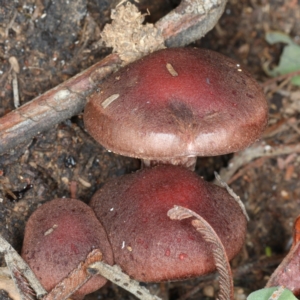 Tubaria rufofulva at Ainslie, ACT - 6 Apr 2020