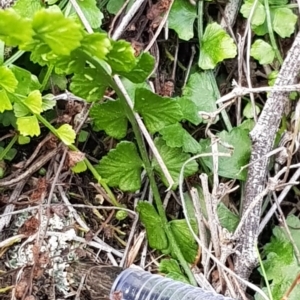 Asplenium flabellifolium at Watson, ACT - 7 Apr 2020