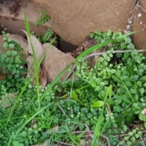 Asplenium flabellifolium at Watson, ACT - 7 Apr 2020