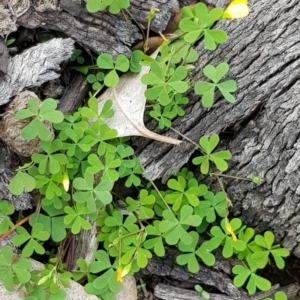 Oxalis sp. at Watson, ACT - 7 Apr 2020