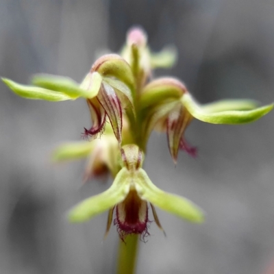 Corunastylis cornuta (Horned Midge Orchid) at Hackett, ACT - 7 Apr 2020 by shoko