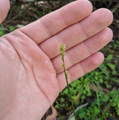 Carex sp. (A Sedge) at Woodstock Nature Reserve - 5 Apr 2020 by MattM