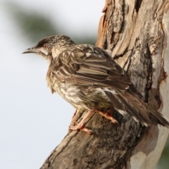 Anthochaera carunculata at Macarthur, ACT - 7 Apr 2020