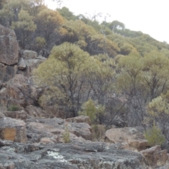 Acacia doratoxylon at Tuggeranong DC, ACT - 29 Dec 2019