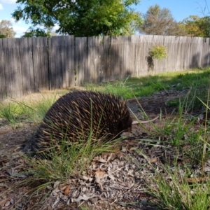 Tachyglossus aculeatus at Flynn, ACT - 1 Apr 2020 02:59 PM