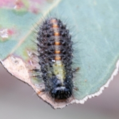 Chrysomelidae sp. (family) (Unidentified Leaf Beetle) at Symonston, ACT - 31 Mar 2020 by SWishart