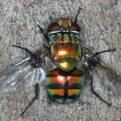 Rutilia (Chrysorutilia) sp. (genus & subgenus) (A Bristle Fly) at Majura, ACT - 7 Apr 2020 by jbromilow50