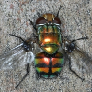 Rutilia (Chrysorutilia) sp. (genus & subgenus) at Majura, ACT - 7 Apr 2020