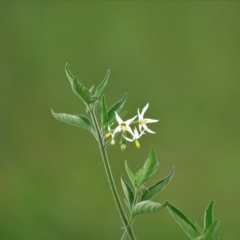 Solanum sp. (Tomato) at Urambi Hills - 7 Apr 2020 by SandraH