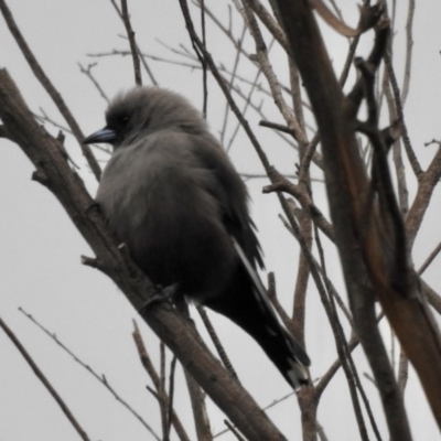 Artamus cyanopterus (Dusky Woodswallow) at Burradoo - 8 Apr 2020 by GlossyGal