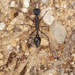 Myrmecia pyriformis (A Bull ant) at Higgins, ACT - 8 Apr 2020 by trevorpreston