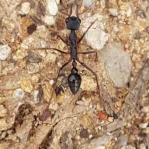 Myrmecia pyriformis at Higgins, ACT - 8 Apr 2020 10:31 AM