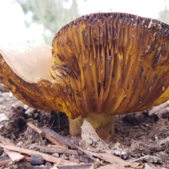 Phylloporus sp. (Phylloporus sp.) at Higgins, ACT - 8 Apr 2020 by trevorpreston