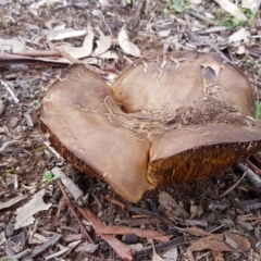 Phylloporus sp. at Higgins, ACT - 8 Apr 2020