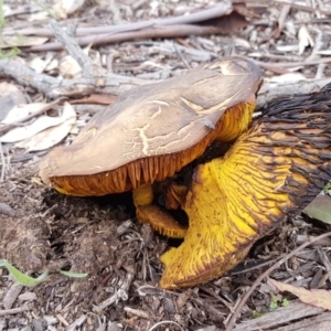 Phylloporus sp. at Higgins, ACT - 8 Apr 2020