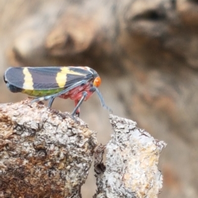 Eurymeloides pulchra (Gumtree hopper) at Higgins, ACT - 8 Apr 2020 by trevorpreston