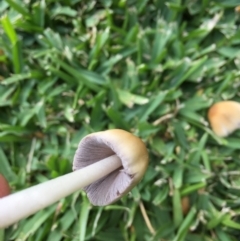 Coprinellus etc. at Downer, ACT - 8 Apr 2020