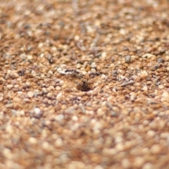 Iridomyrmex purpureus (Meat Ant) at Chifley, ACT - 8 Apr 2020 by Speedsta
