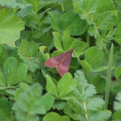 Uresiphita ornithopteralis (Tree Lucerne Moth) at Hughes, ACT - 7 Apr 2020 by LisaH