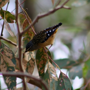 Pardalotus punctatus at Deakin, ACT - 7 Apr 2020