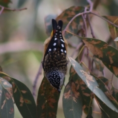 Pardalotus punctatus at Deakin, ACT - 7 Apr 2020