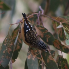 Pardalotus punctatus at Deakin, ACT - 7 Apr 2020