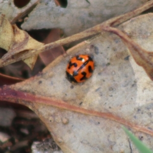 Coccinella transversalis at Hughes, ACT - 7 Apr 2020