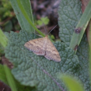 Scopula rubraria at Hughes, ACT - 6 Apr 2020