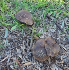 zz agaric (stem; gills not white/cream) at Queanbeyan West, NSW - 6 Apr 2020 by Speedsta