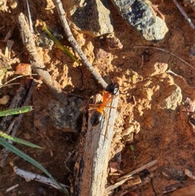 Camponotus consobrinus (Banded sugar ant) at Queanbeyan West, NSW - 6 Apr 2020 by Speedsta