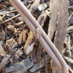 Noctuidae (family) at Queanbeyan West, NSW - 6 Apr 2020