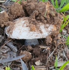 Unverified Fungus at Queanbeyan West, NSW - 6 Apr 2020 by Speedsta