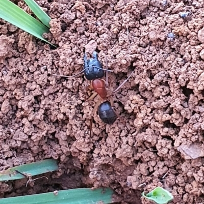 Camponotus nigriceps (Black-headed sugar ant) at Queanbeyan West, NSW - 6 Apr 2020 by Speedsta