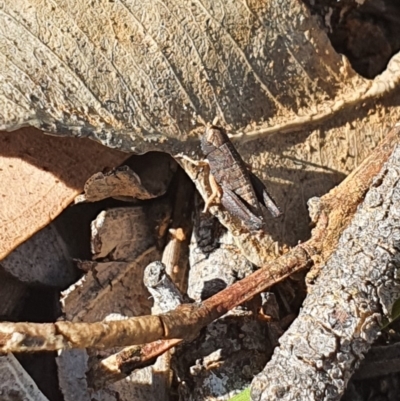 Acrididae sp. (family) (Unidentified Grasshopper) at Queanbeyan West, NSW - 6 Apr 2020 by Speedsta