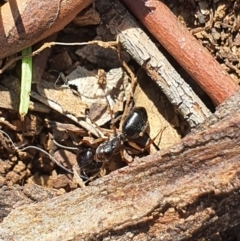 Camponotus sp. (genus) (A sugar ant) at Queanbeyan West, NSW - 6 Apr 2020 by Speedsta