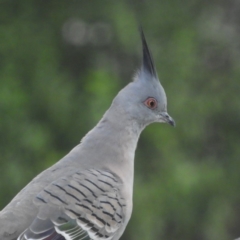 Ocyphaps lophotes (Crested Pigeon) at Kambah, ACT - 31 Mar 2020 by MatthewFrawley